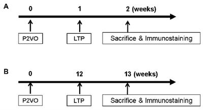 Long-Term Potentiation Enhances Neuronal Differentiation in the Chronic Hypoperfusion Model of Rats